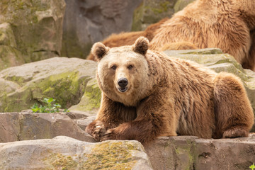 Brown Bear Portrait