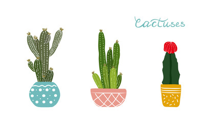Set of three cactuses in the pots. Vector illustration.