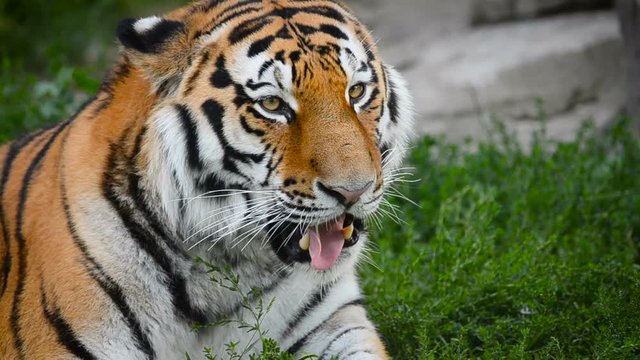 Amur tiger is eating fresh grass close up
