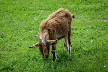 Portrait einer Ziege