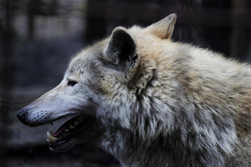 Obraz premium Polar wolf behind bars, summer color Canis lupus tundrarum. Breeding Kennel for wolves and wolf-dog hybrid. Wolf in a large enclosure with bars