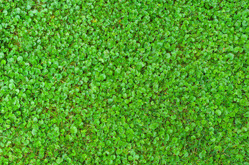 Texture of the weed that parasitized the lawn