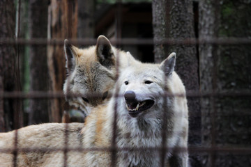 Polar wolf behind bars, summer color Canis lupus tundrarum. Breeding Kennel for wolves and wolf-dog hybrid. Wolf in a large enclosure with bars. Two brothers are playing