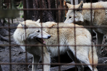 Polar wolf behind bars, summer color Canis lupus tundrarum. Breeding Kennel for wolves and wolf-dog hybrid. Wolf in a large enclosure with bars. Two brothers are playing
