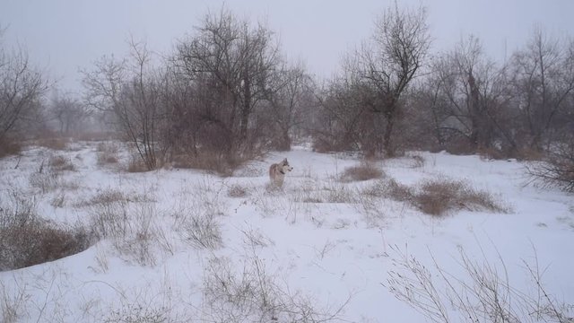 siberian husky dog in snowy forest