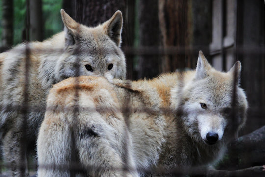 Polar wolf behind bars, summer color Canis lupus tundrarum. Breeding Kennel for wolves and wolf-dog hybrid. Wolf in a large enclosure with bars. Two brothers are playing