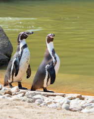 Two humboldt penguins standing by water