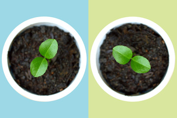 Young lime plant in recycled plastic cup on blue and yellow background