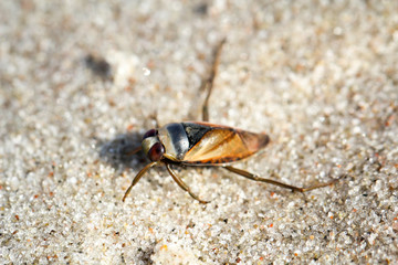 Wanze, Insekt im Sand