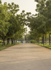 Fototapeta na wymiar Walkway with trees on either sides.