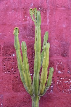 Cactus at Santa catalina monastery in Arequipa