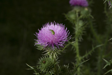 insecto polinizando cardo.