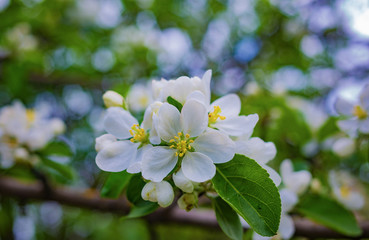 Fototapeta premium A branch of Apple blossoms