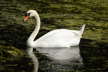 Swan - Stockfoto