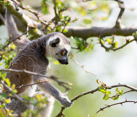 Young ring tailed lemur playing in a tree