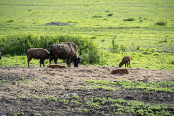 Fototapeta premium Buffalo with Babies