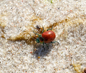 Pappelblattkäfer
(Melasoma populi)