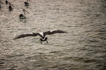 Pelican flying over the ocean.