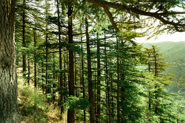 Dense pine trees with the golden morning sunset falling on the green leaves and trunks. Shot in shimla treks like this are a favorite for tourists