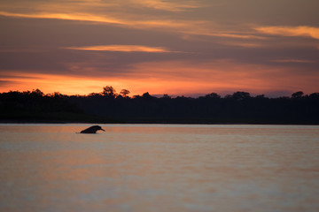 A pink river dolphin at dusk on the Amazon river