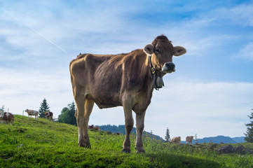 Braunvieh mit glocke auf deiner idyllischen Weide