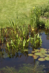 Water pond with water plants