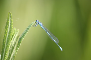 Blue dragonfly sitting on a green leaf