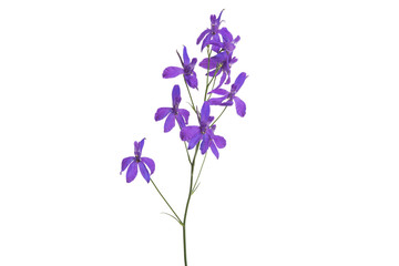Fototapeta na wymiar meadow purple flower isolated
