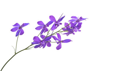 meadow purple flower isolated