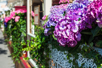 Hydrangea Flowers in the Lace Metal Pot