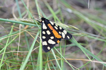 Écaille fermière (Epicallia villica) 