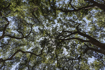 Upward view of old oak tree grove canopy at Corriganville Park in Simi Valley, California.  