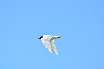 Mouette mélanocéphale (Ichthyaetus melanocephalus)