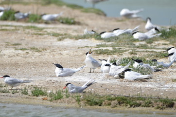 Sterne caugek (Thalasseus sandvicensis)