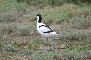 Avocette élégante (Recurvirostra avosetta)