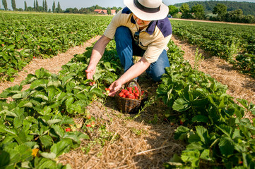 Man picking  ripe srawberries on the strawberrry plantation on a sunny summer day