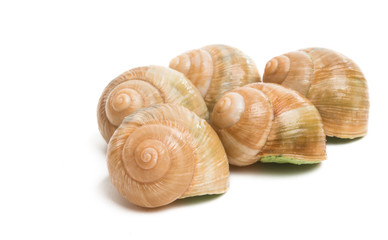 snail shell on burgundy isolated