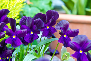 Viola flower. Pansy