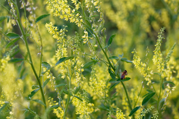 A bee flying by wildflowers