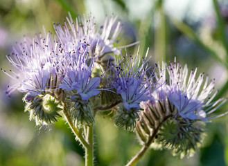 Bienenfreund, Bienenschutz, Umweltschutz, Wildkräuter für Bienen:  Blau-violett blühende Büschelschön (Phacelia tanacetifolia)