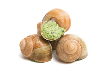 snail shell on burgundy isolated