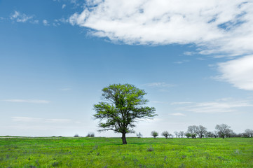 Fototapeta na wymiar Lonely green tree in the middle of a meadow field against a blue sky background with white clouds. Spring landscape