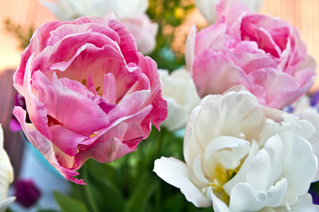 Obraz premium Double Tulip Angelique. Tulip flower closeup
