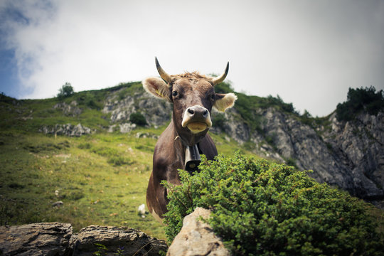 Cows grazing on an alpine pasture in high mountains, ringing with their bells