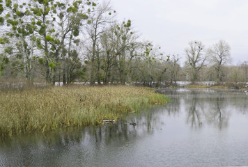 The greens under the snow 6
