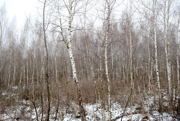 The greens under the snow 1