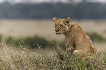 Lioness in the Masai Mara National Park in Kenya