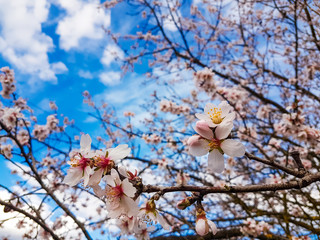 almond tree flowers spirng blue sky