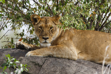 Lioness in the Masai Mara National Park in Kenya