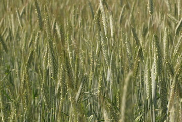 green whean in the field 